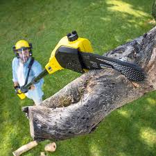 Professional Tree Services in Pleasantville, NY