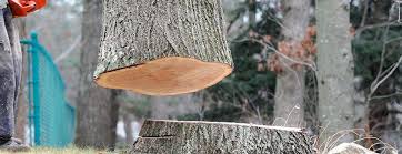 How Our Tree Care Process Works  in  Pleasantville, NY
