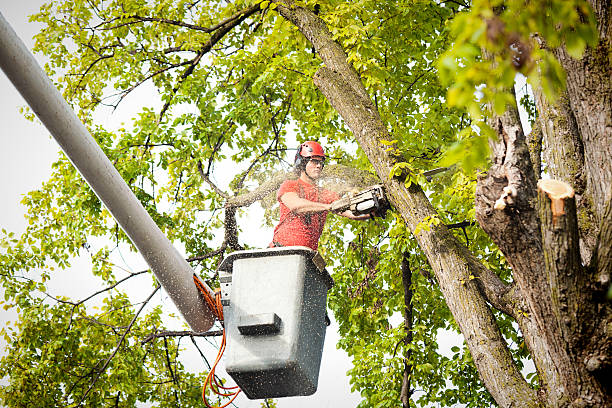 Best Storm Damage Tree Cleanup  in Pleasantville, NY